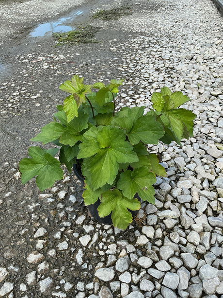 September Charm Japanese Anemone in a #1 container showing lush green lobed foliage on reddish stems, displayed on gravel.