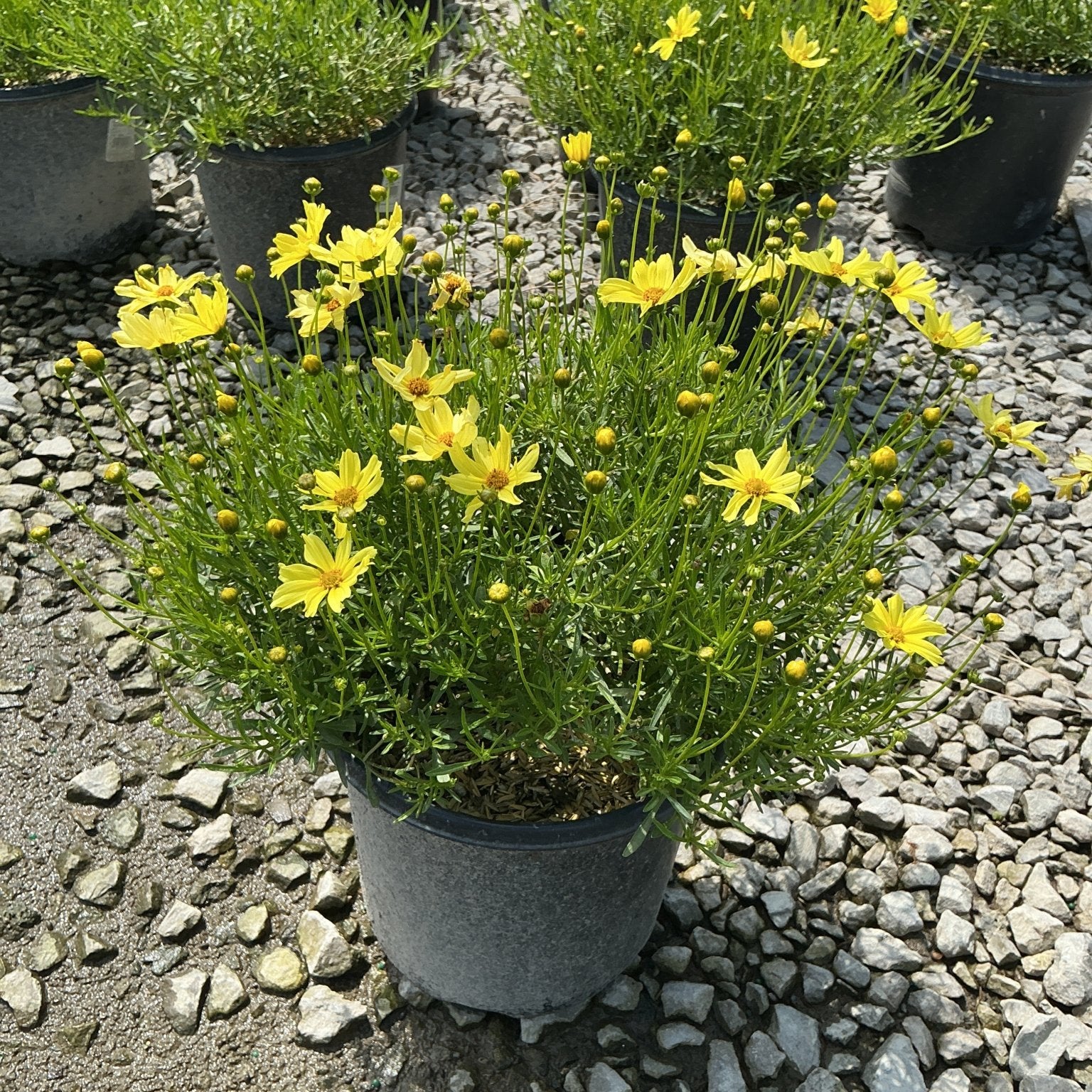 Creme Brulee Coreopsis in a nursery container displaying bright yellow daisy-like blooms and fine green foliage.