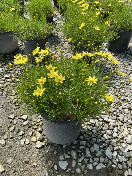 Creme Brulee Coreopsis in a nursery container displaying bright yellow daisy-like blooms and fine green foliage.