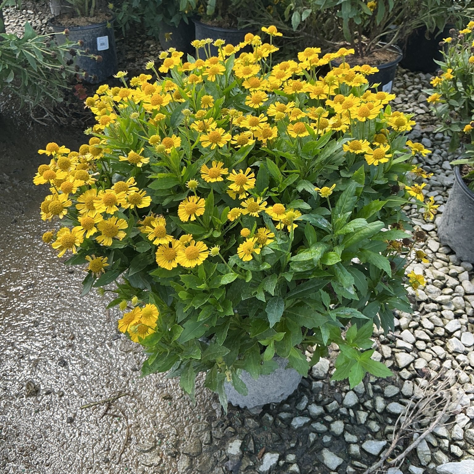 Mariachi Sombrero Sneezeweed blooming in a container with dense golden-yellow daisy-like flowers and green foliage.