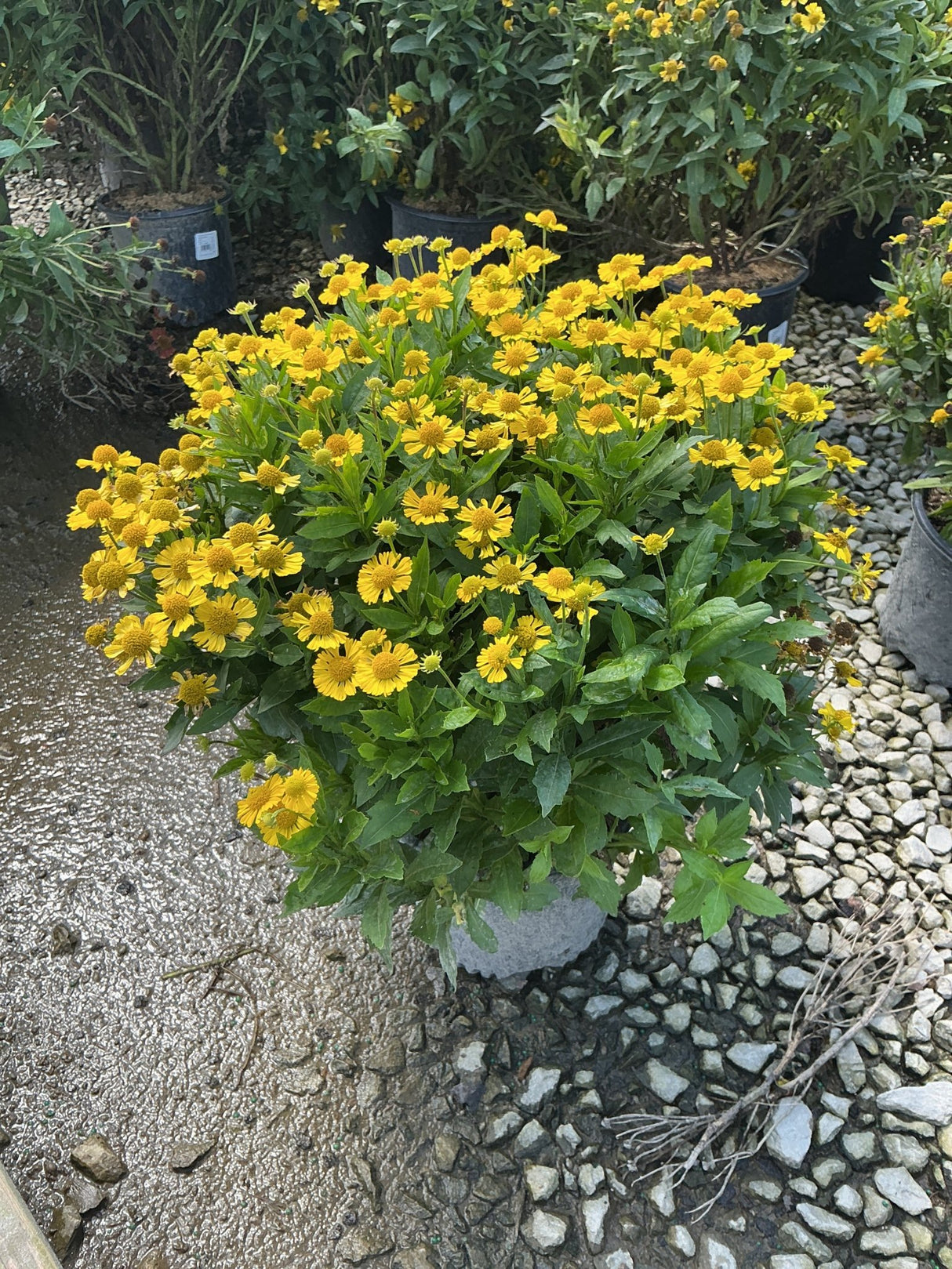 Mariachi Sombrero Sneezeweed blooming in a container with dense golden-yellow daisy-like flowers and green foliage.