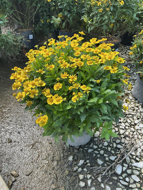 Mariachi Sombrero Sneezeweed blooming in a container with dense golden-yellow daisy-like flowers and green foliage.