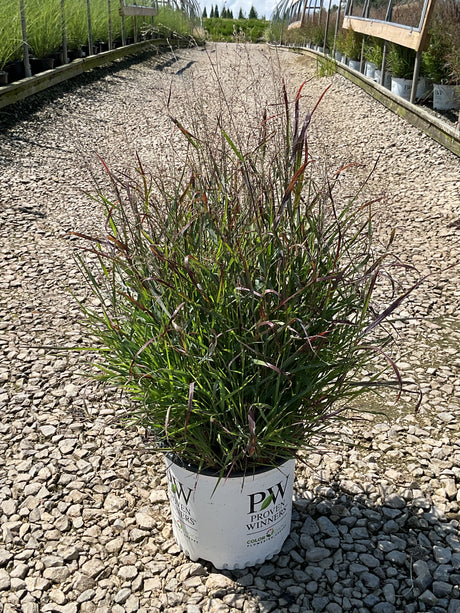 Prairie Winds Cheyenne Sky Red Switch Grass in a Proven Winners #3 container, showing upright red-tipped green foliage.