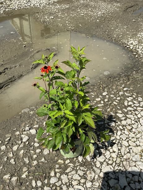 Prairie Glow Black-Eyed Susan in a #1 container with vivid red-orange blooms set on a gravel surface.