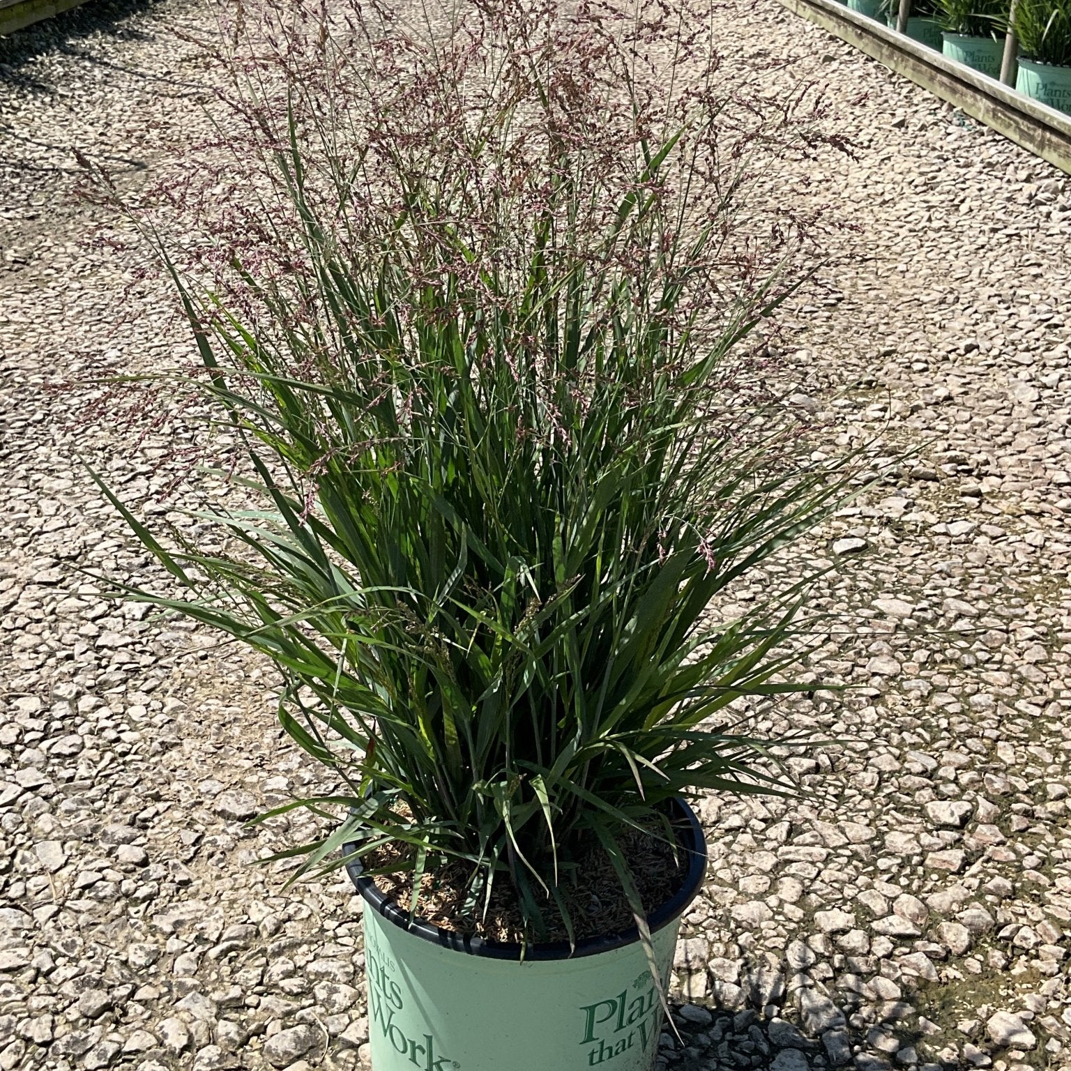 Dream Catcher Smoky Rose Switch Grass in a nursery container showing airy reddish-pink blooms over green foliage.