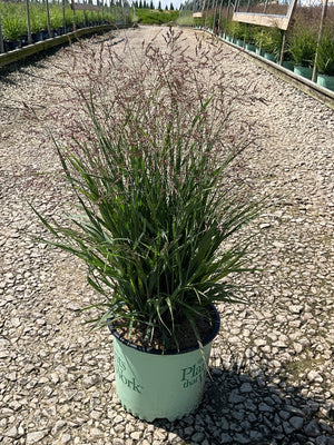 Dream Catcher Smoky Rose Switch Grass in a nursery container showing airy reddish-pink blooms over green foliage.