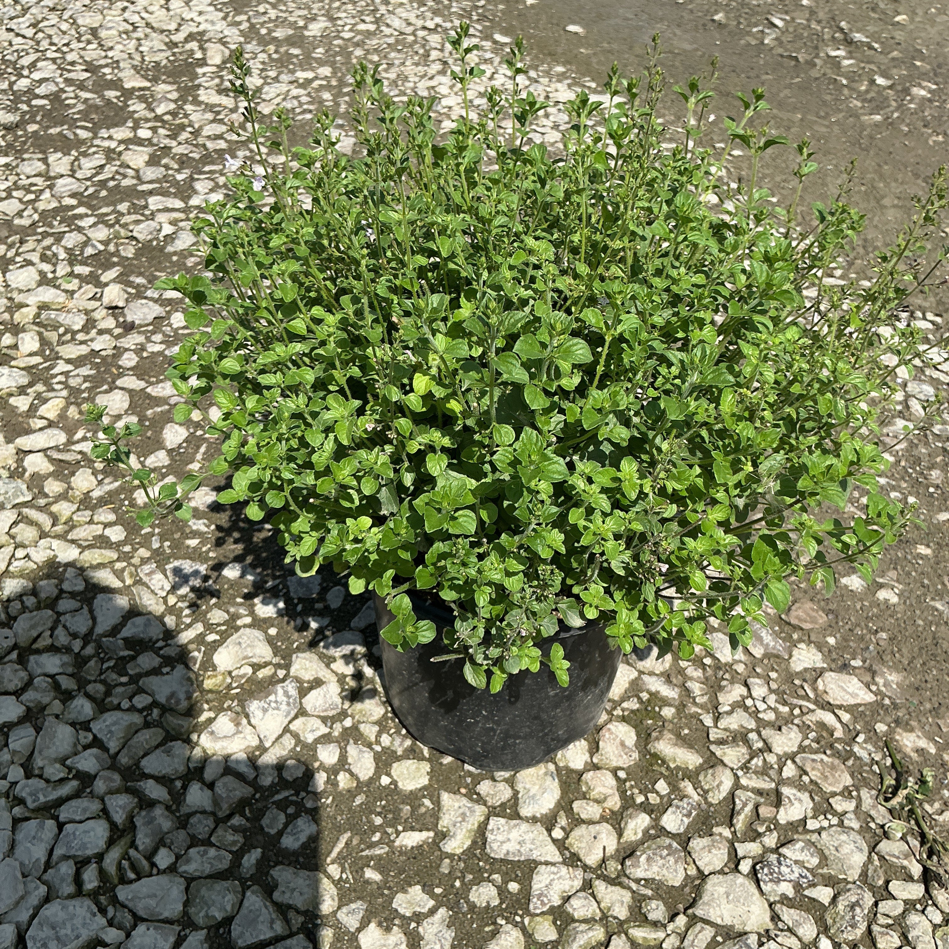 Lesser Calamint in a black #1 container, showing dense mounding habit with bright green foliage and upright stems.