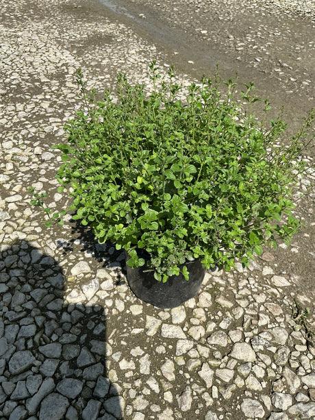 Lesser Calamint in a black #1 container, showing dense mounding habit with bright green foliage and upright stems.