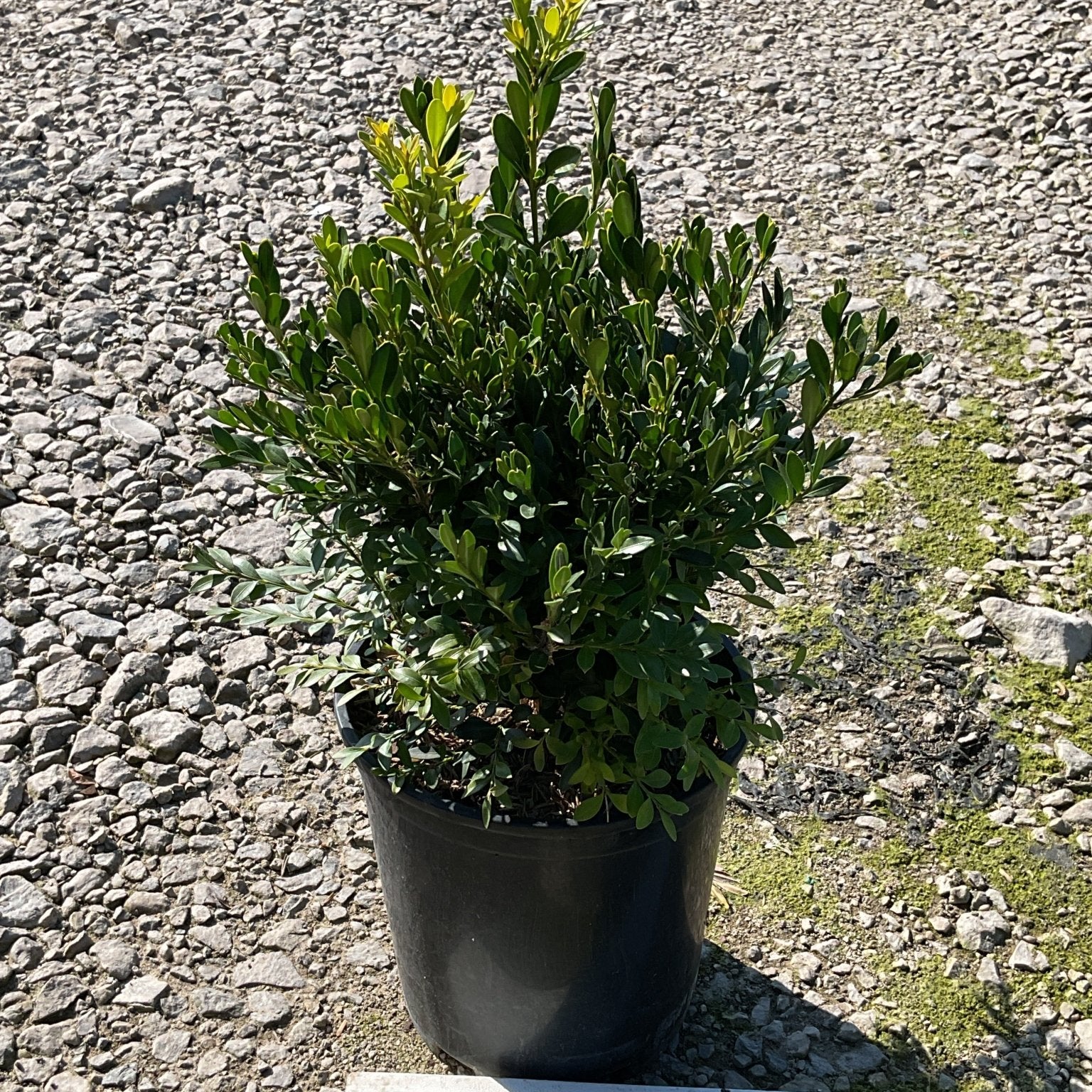 Green Gem Boxwood shrub in a black nursery container, showing dense dark green foliage on a gravel surface.
