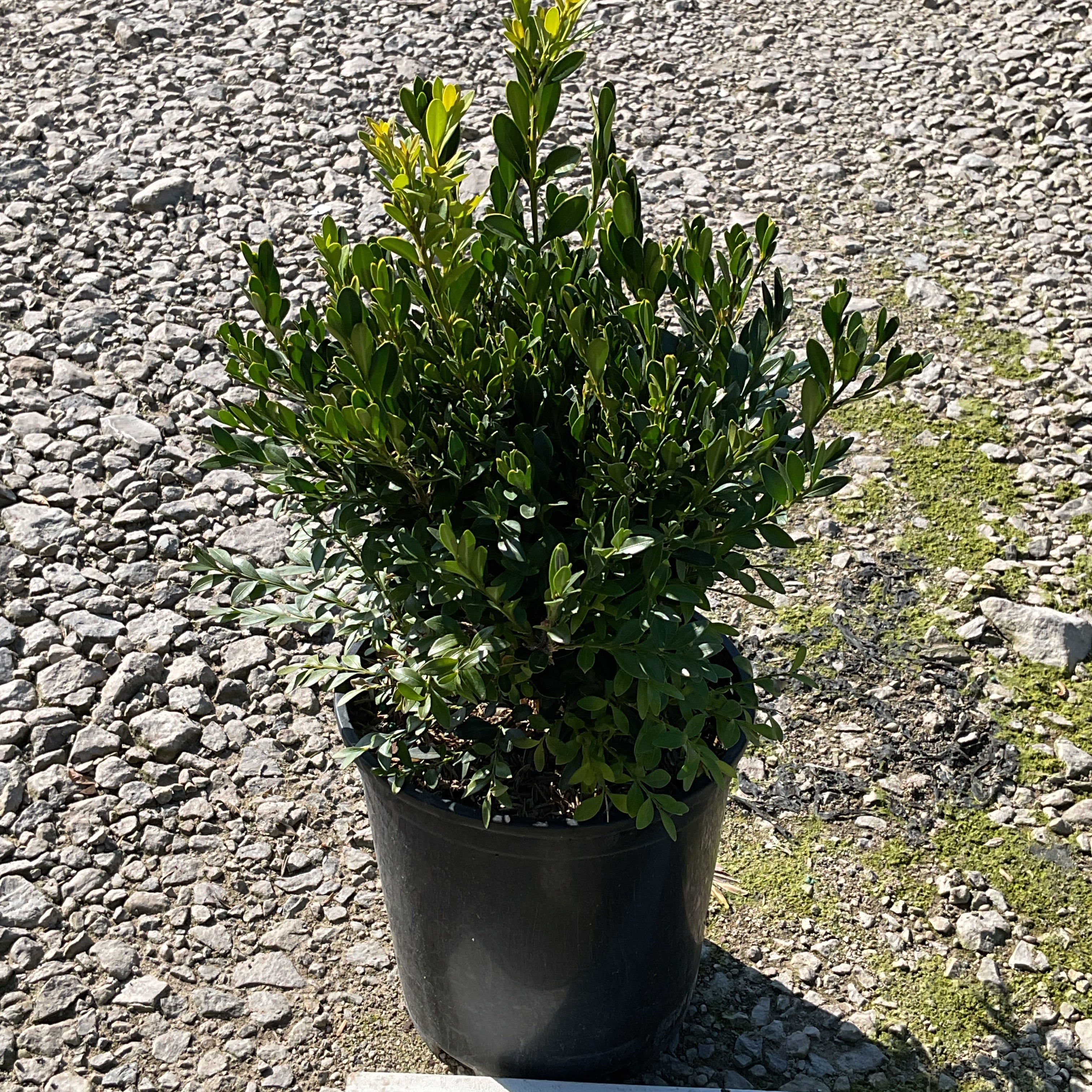 Green Gem Boxwood shrub in a black nursery container, showing dense dark green foliage on a gravel surface.