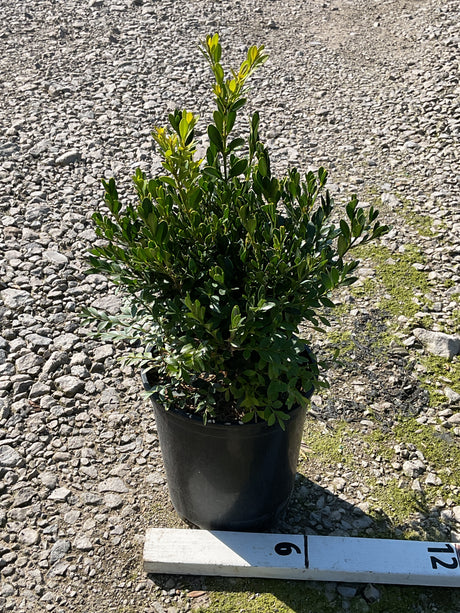 Green Gem Boxwood shrub in a black nursery container, showing dense dark green foliage on a gravel surface.