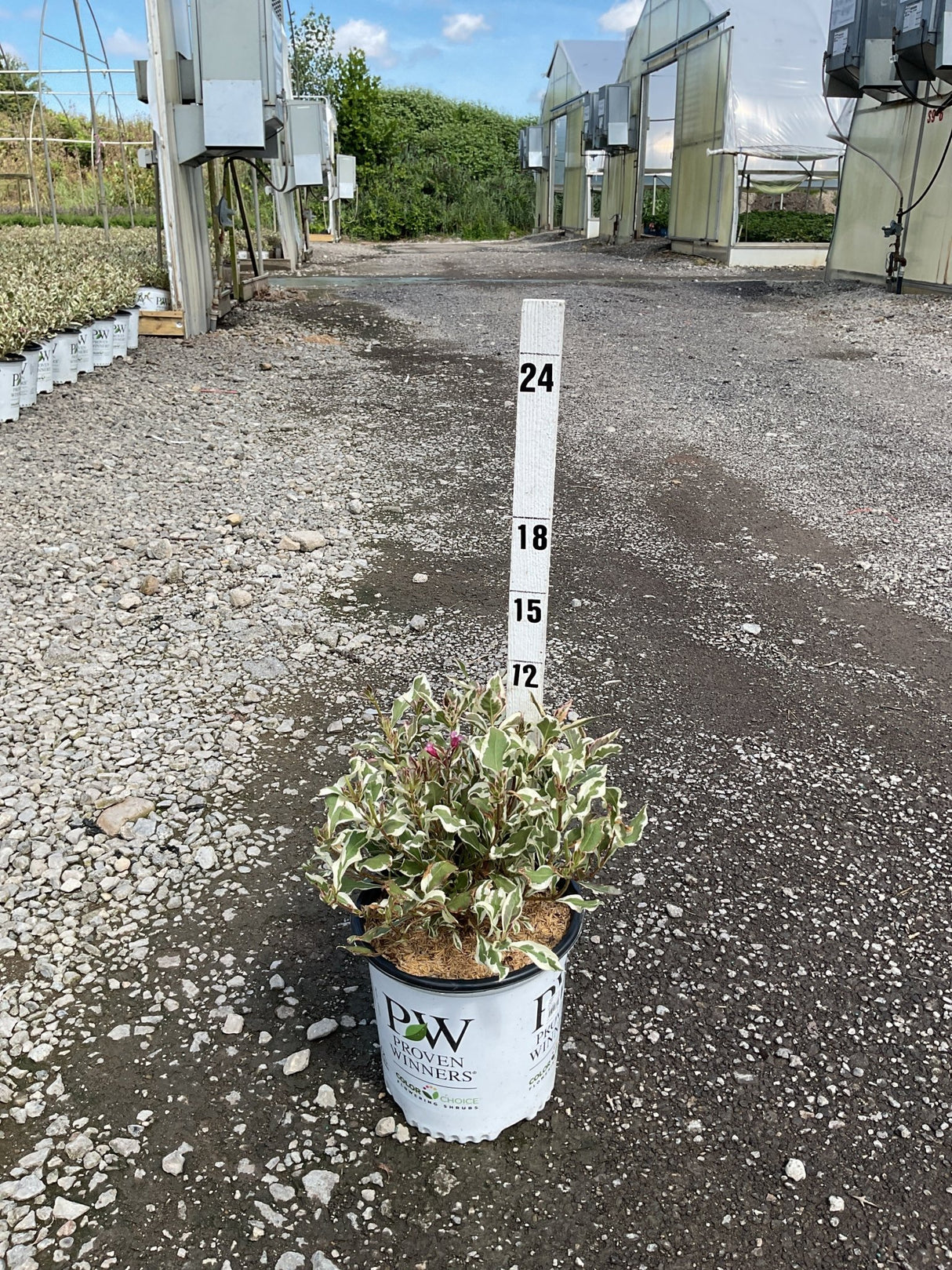 My Monet Sunset Weigela in a Proven Winners container, shown against a measurement stake at a nursery.
