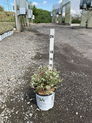 My Monet Sunset Weigela in a Proven Winners container, shown against a measurement stake at a nursery.