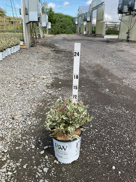 My Monet Sunset Weigela in a Proven Winners container, shown against a measurement stake at a nursery.