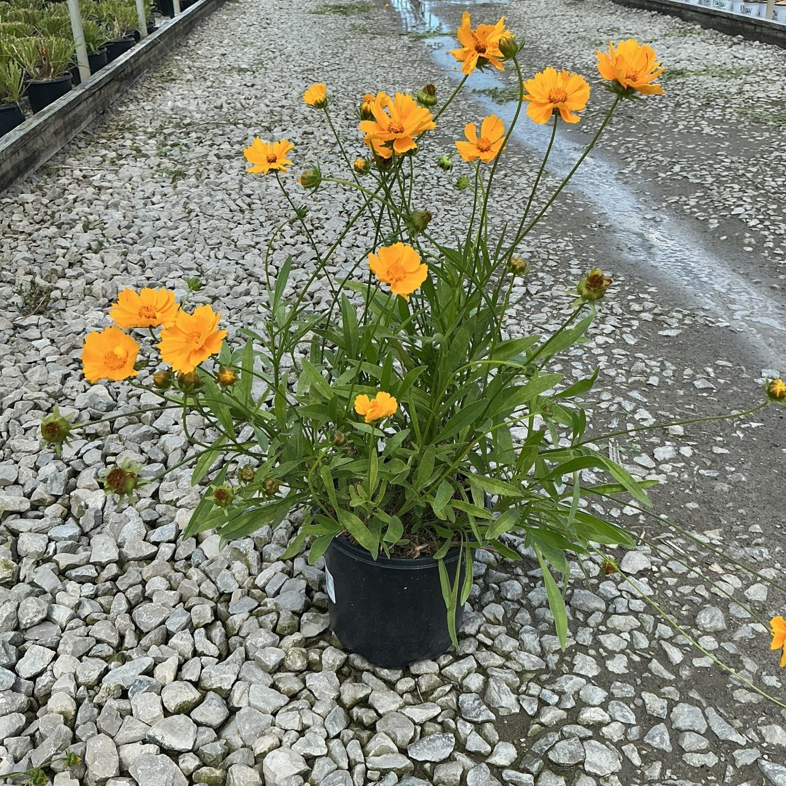 Baby Sun Coreopsis in a black #1 container displaying bright orange blooms on slender stems at a nursery.