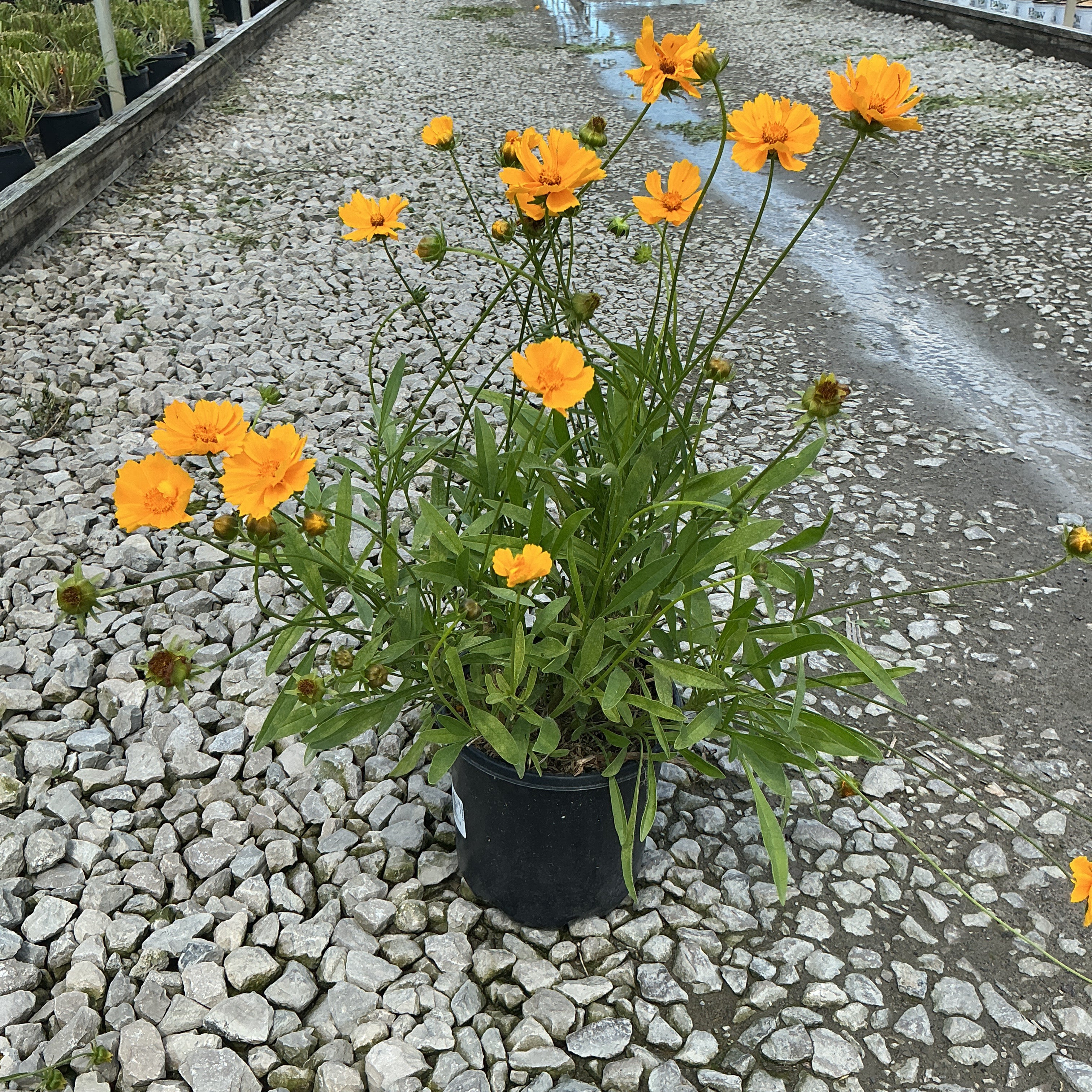 Baby Sun Coreopsis in a black #1 container displaying bright orange blooms on slender stems at a nursery.