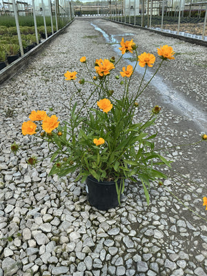 Baby Sun Coreopsis in a black #1 container displaying bright orange blooms on slender stems at a nursery.