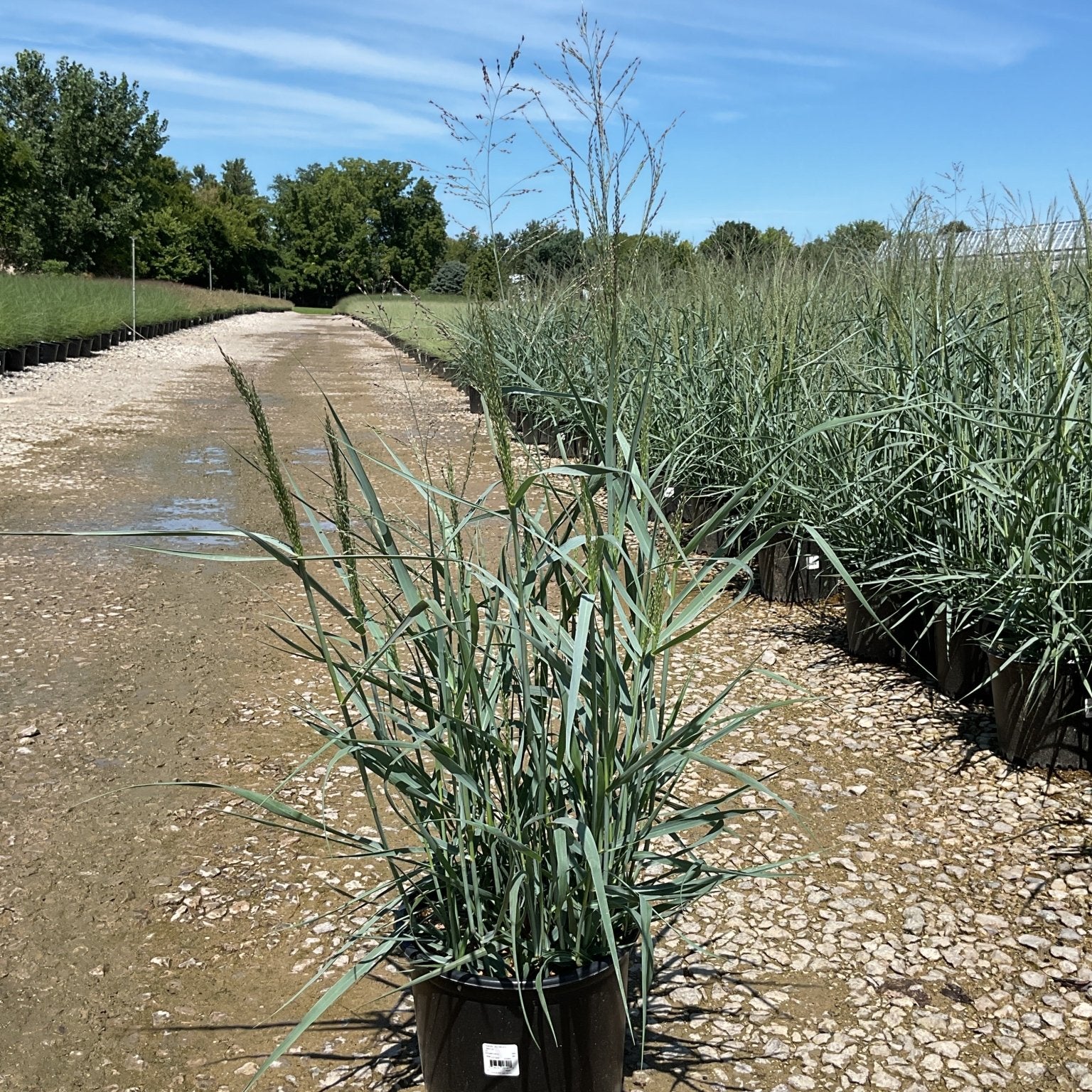 Heavy Metal Switch Grass in a #3 container at a nursery, showing blue-green upright foliage and airy seed heads.