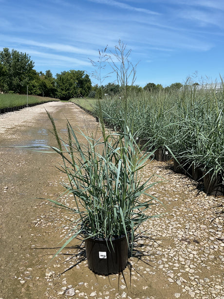 Heavy Metal Switch Grass in a #3 container at a nursery, showing blue-green upright foliage and airy seed heads.