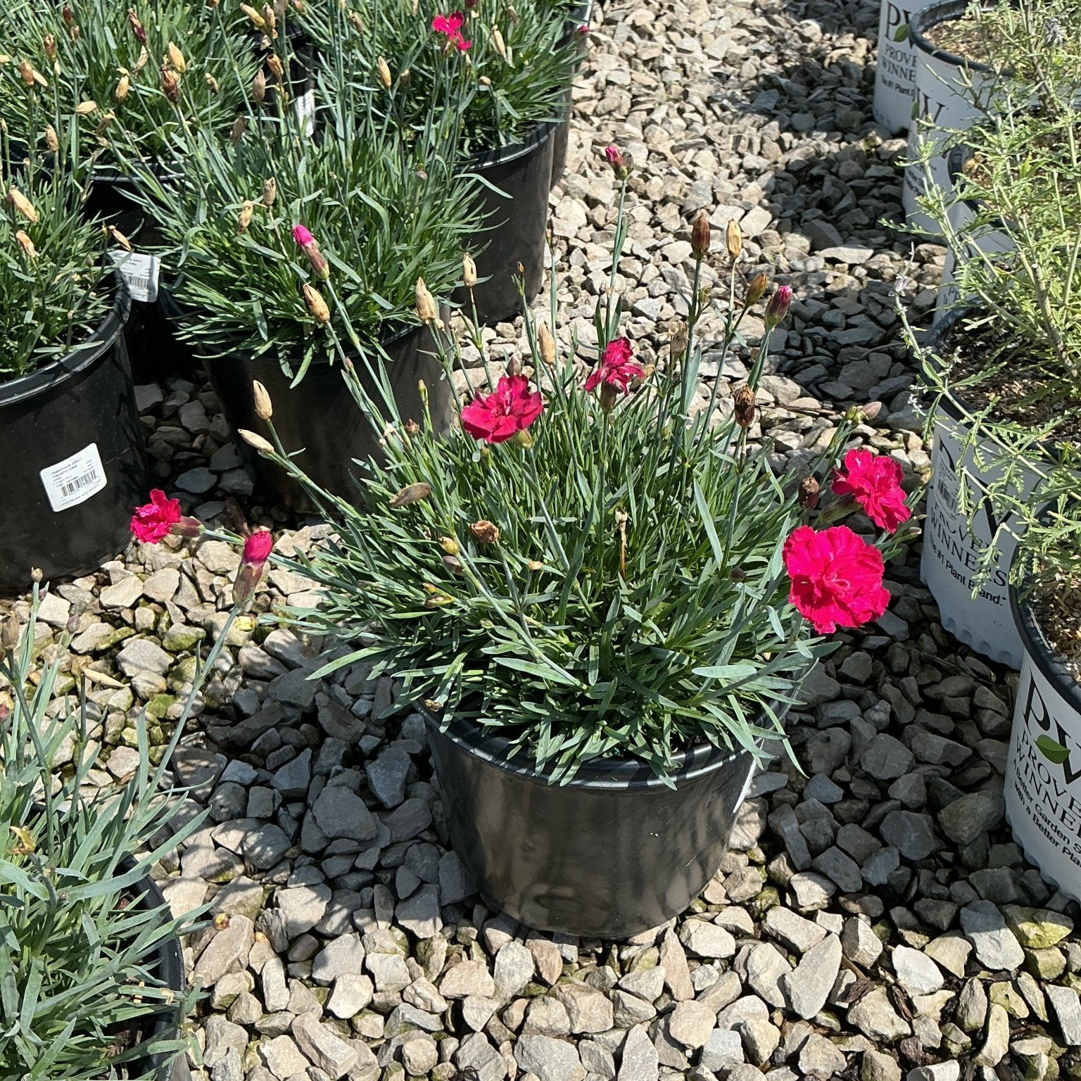 Frosty Fire Dianthus in a black nursery container with bright magenta blooms and slender blue-green foliage on a gravel display bed.