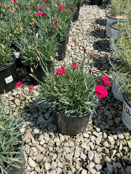 Frosty Fire Dianthus in a black nursery container with bright magenta blooms and slender blue-green foliage on a gravel display bed.