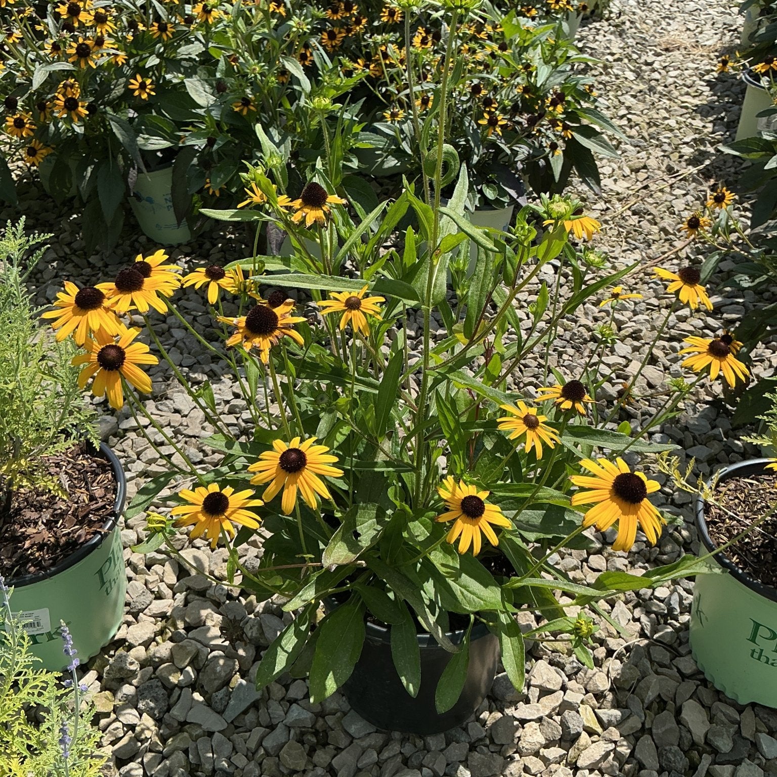 Little Suzy Black-Eyed Susan in a nursery container, covered in bright yellow daisy-like blooms with dark brown centers.