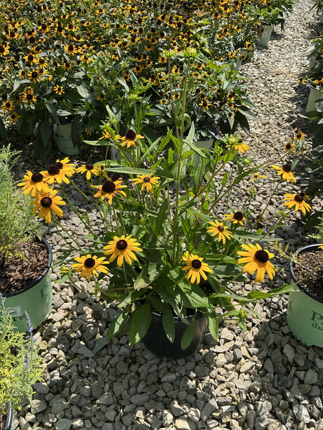 Little Suzy Black-Eyed Susan in a nursery container, covered in bright yellow daisy-like blooms with dark brown centers.