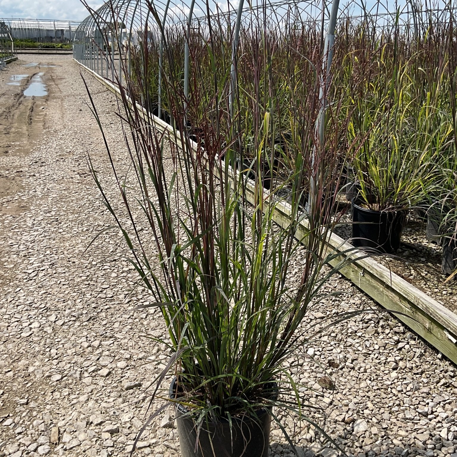 Blackhawks Big Bluestem ornamental grass in a #3 container at a nursery, showing tall reddish-purple upright foliage.