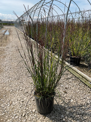 Blackhawks Big Bluestem ornamental grass in a #3 container at a nursery, showing tall reddish-purple upright foliage.