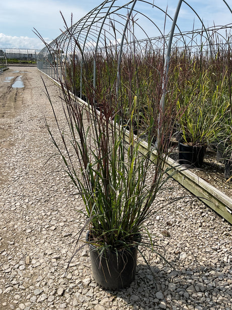 Blackhawks Big Bluestem ornamental grass in a #3 container at a nursery, showing tall reddish-purple upright foliage.