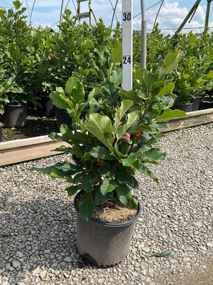 Ann Magnolia shrub in a black nursery container showing dense green foliage with pink buds emerging at a greenhouse.