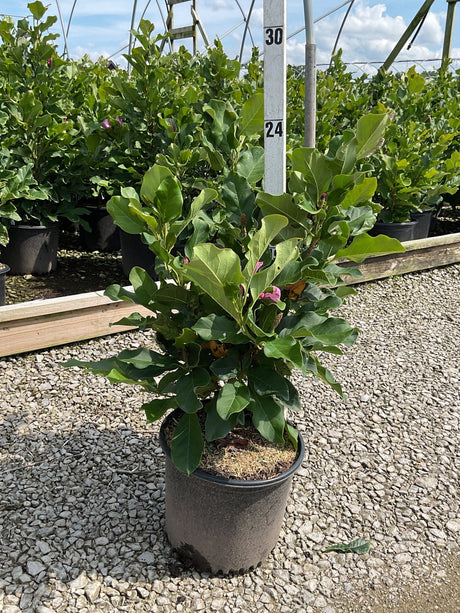 Ann Magnolia shrub in a black nursery container showing dense green foliage with pink buds emerging at a greenhouse.