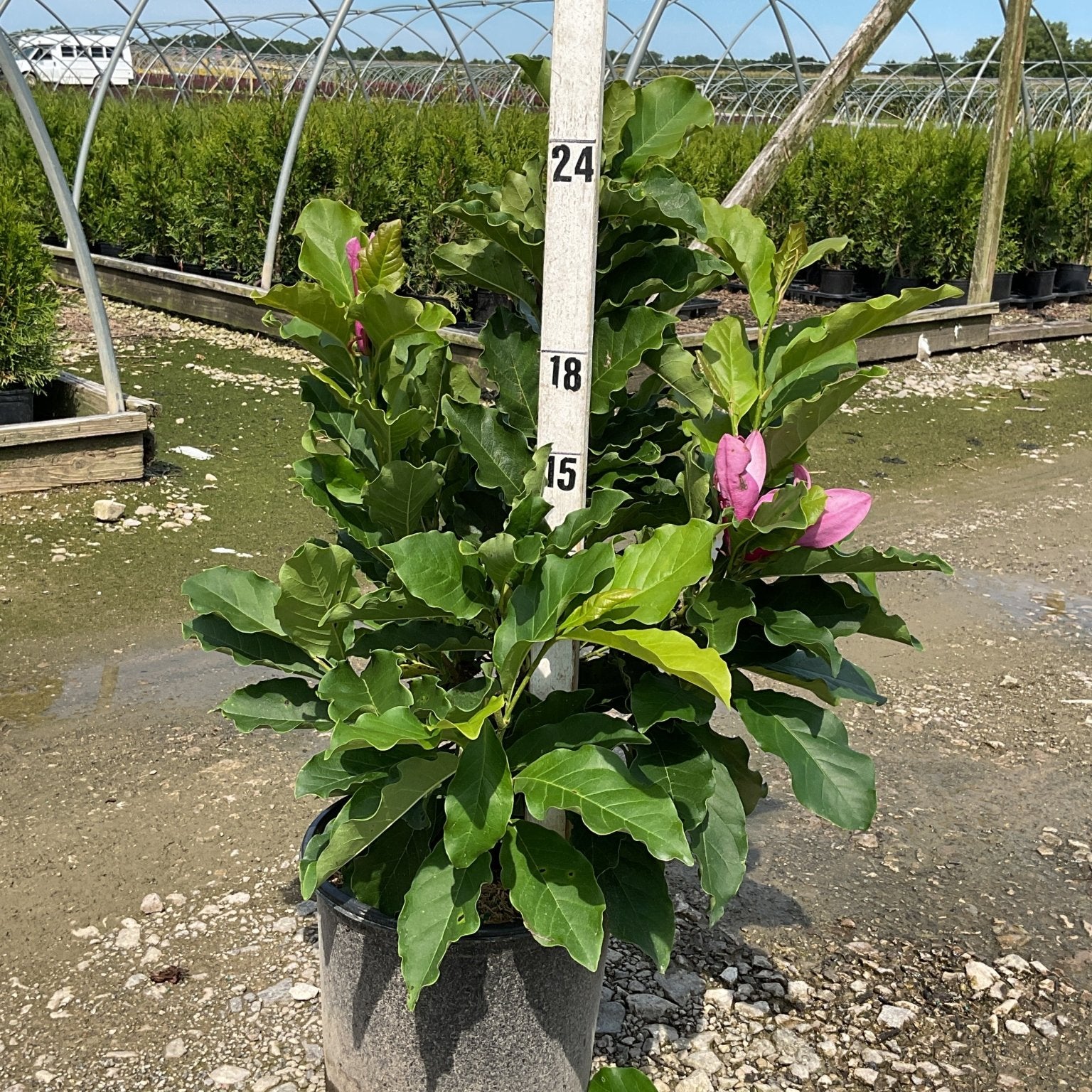 Susan Magnolia shrub in a #3 container with deep pink buds, shown against a nursery greenhouse backdrop.