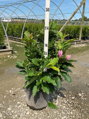 Susan Magnolia shrub in a #3 container with deep pink buds, shown against a nursery greenhouse backdrop.