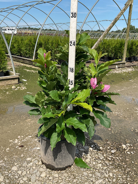 Susan Magnolia shrub in a #3 container with deep pink buds, shown against a nursery greenhouse backdrop.