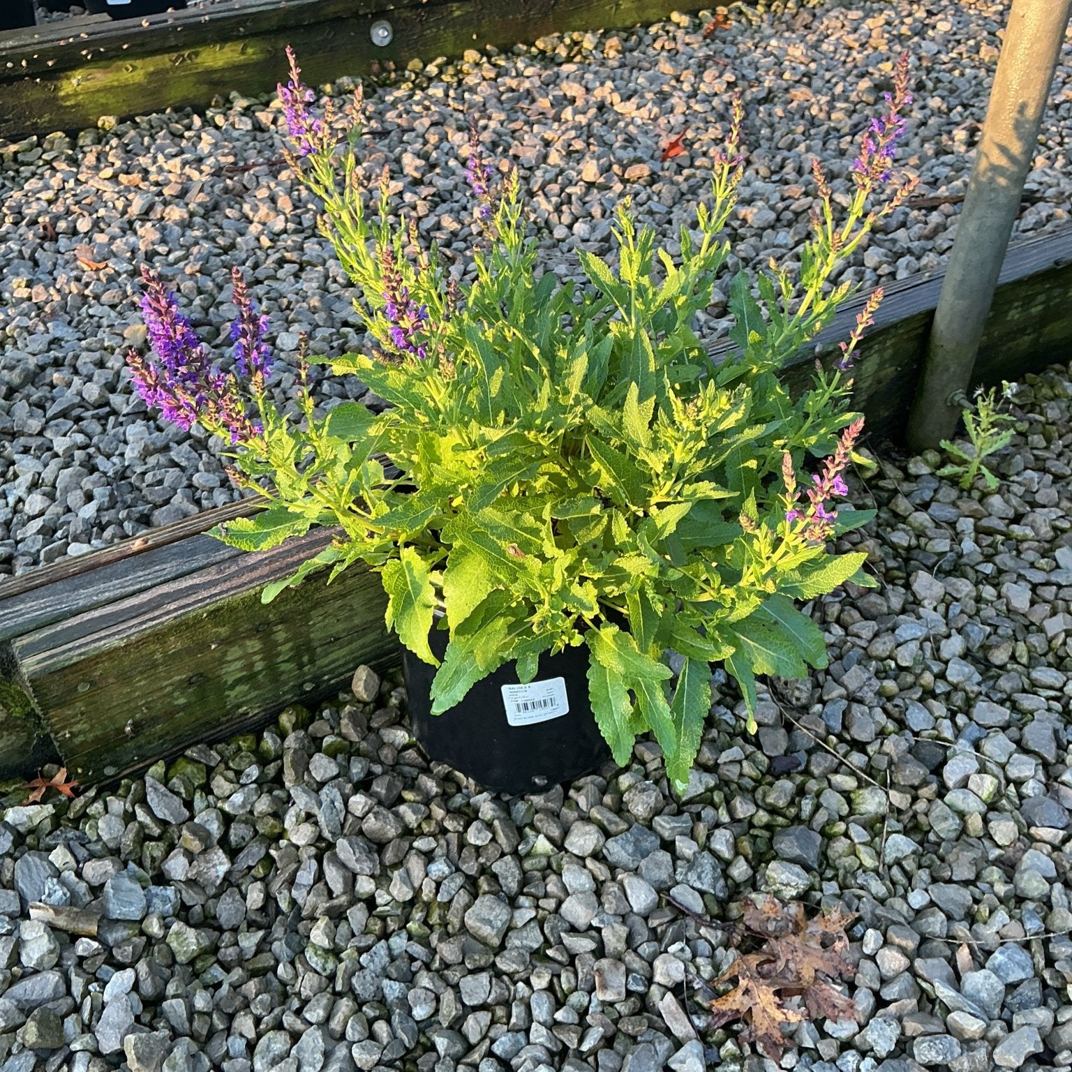 Marcus Salvia in a black nursery container showing green foliage and purple flower spikes on a gravel surface.