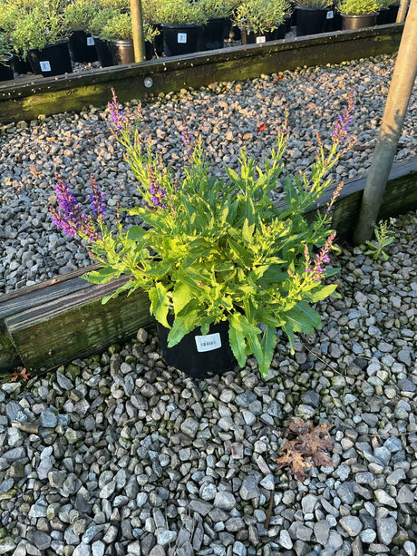 Marcus Salvia in a black nursery container showing green foliage and purple flower spikes on a gravel surface.