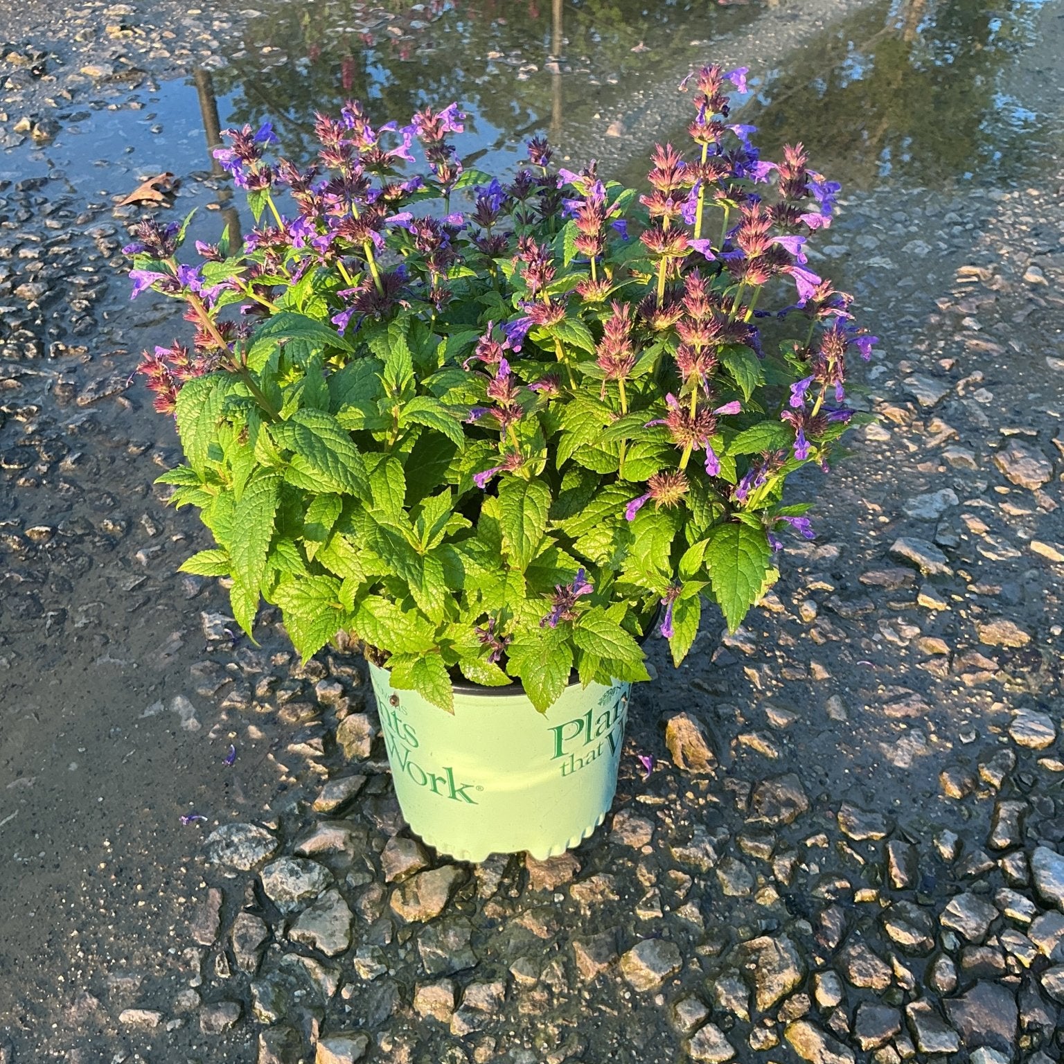 Neptune Catmint in a nursery container displaying dense purple flower spikes and bright green foliage on a gravel surface.