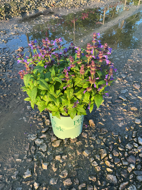 Neptune Catmint in a nursery container displaying dense purple flower spikes and bright green foliage on a gravel surface.