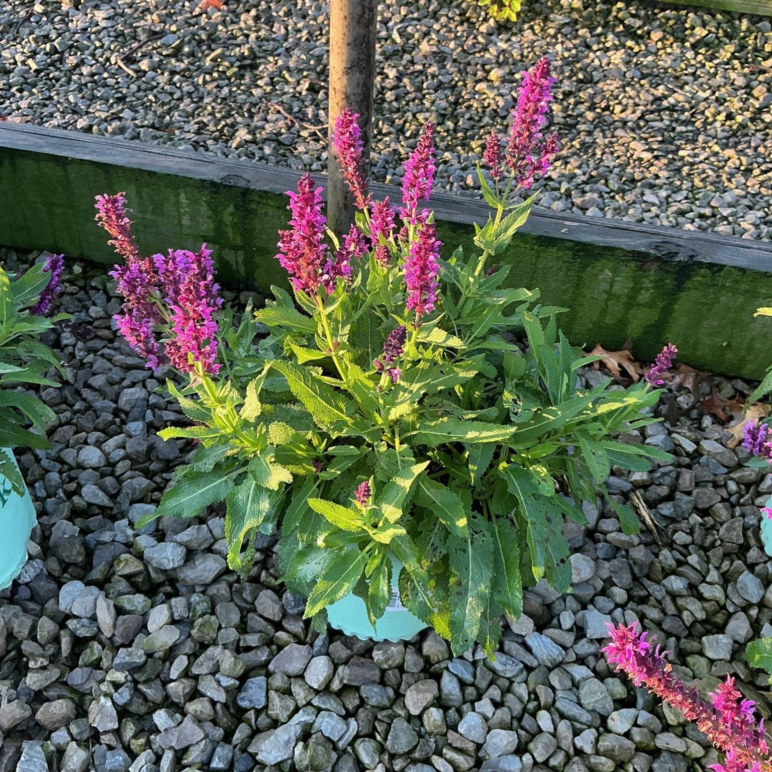 Bumbleberry Salvia in a container displaying vibrant magenta-pink flower spikes above lush green foliage on a gravel surface.
