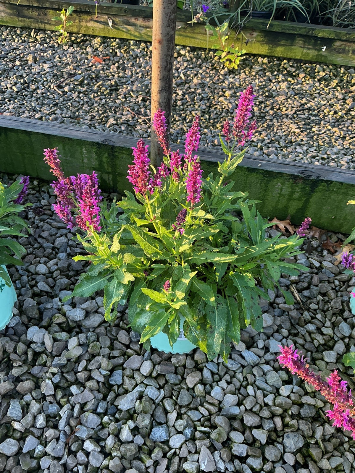 Bumbleberry Salvia in a container displaying vibrant magenta-pink flower spikes above lush green foliage on a gravel surface.