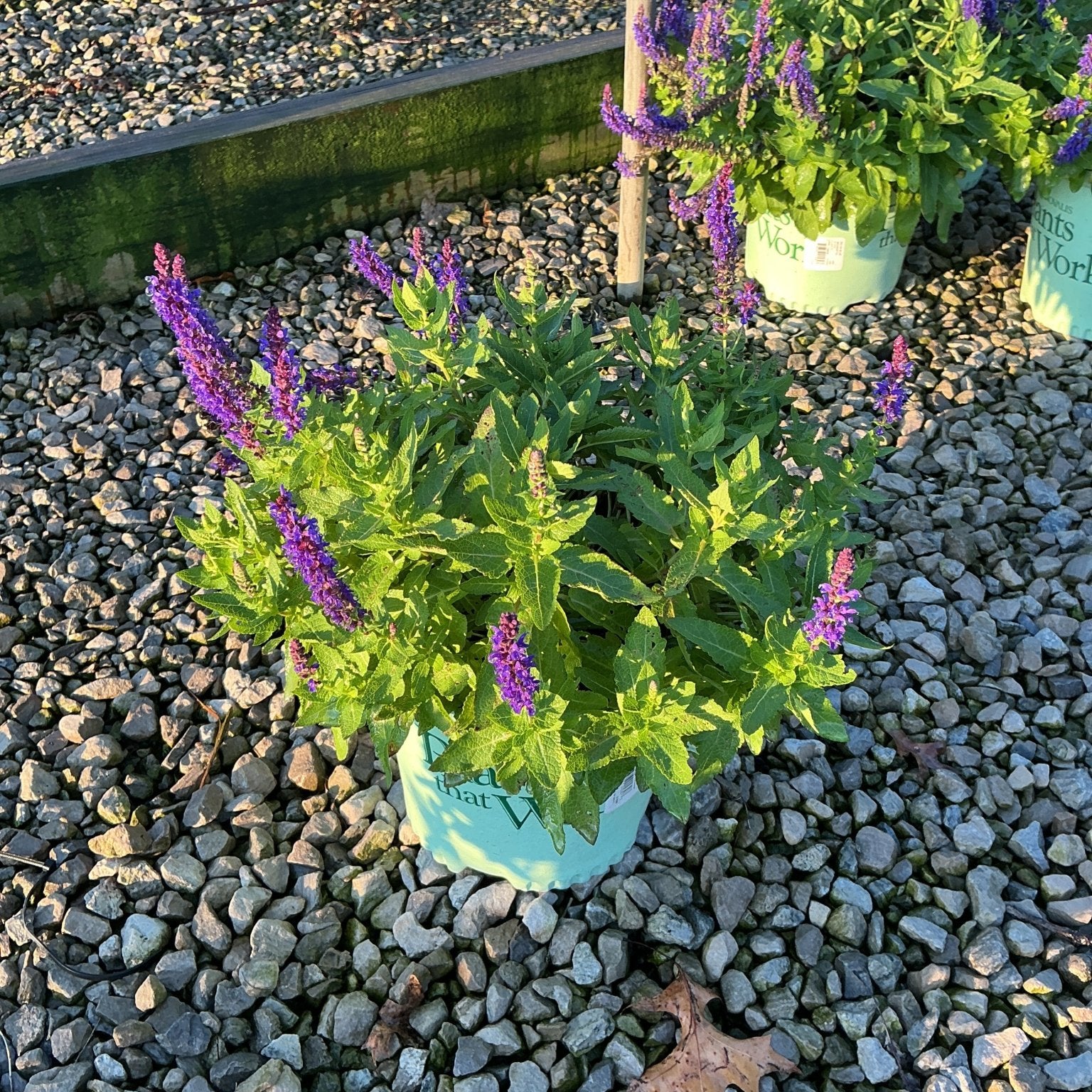 Blue Bouquetta Meadow Sage in a nursery container displaying upright purple flower spikes among bright green foliage.