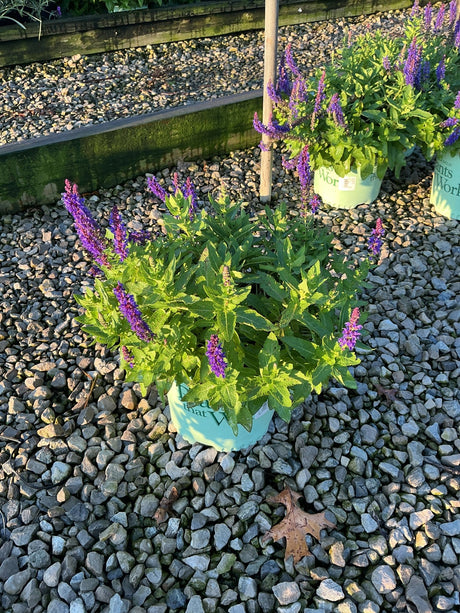 Blue Bouquetta Meadow Sage in a nursery container displaying upright purple flower spikes among bright green foliage.