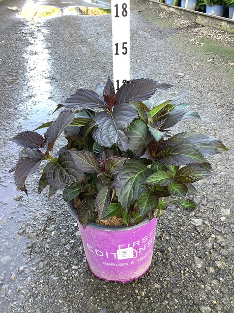 Eclipse Bigleaf Hydrangea in a #2 container displaying deep burgundy-purple foliage at a nursery.