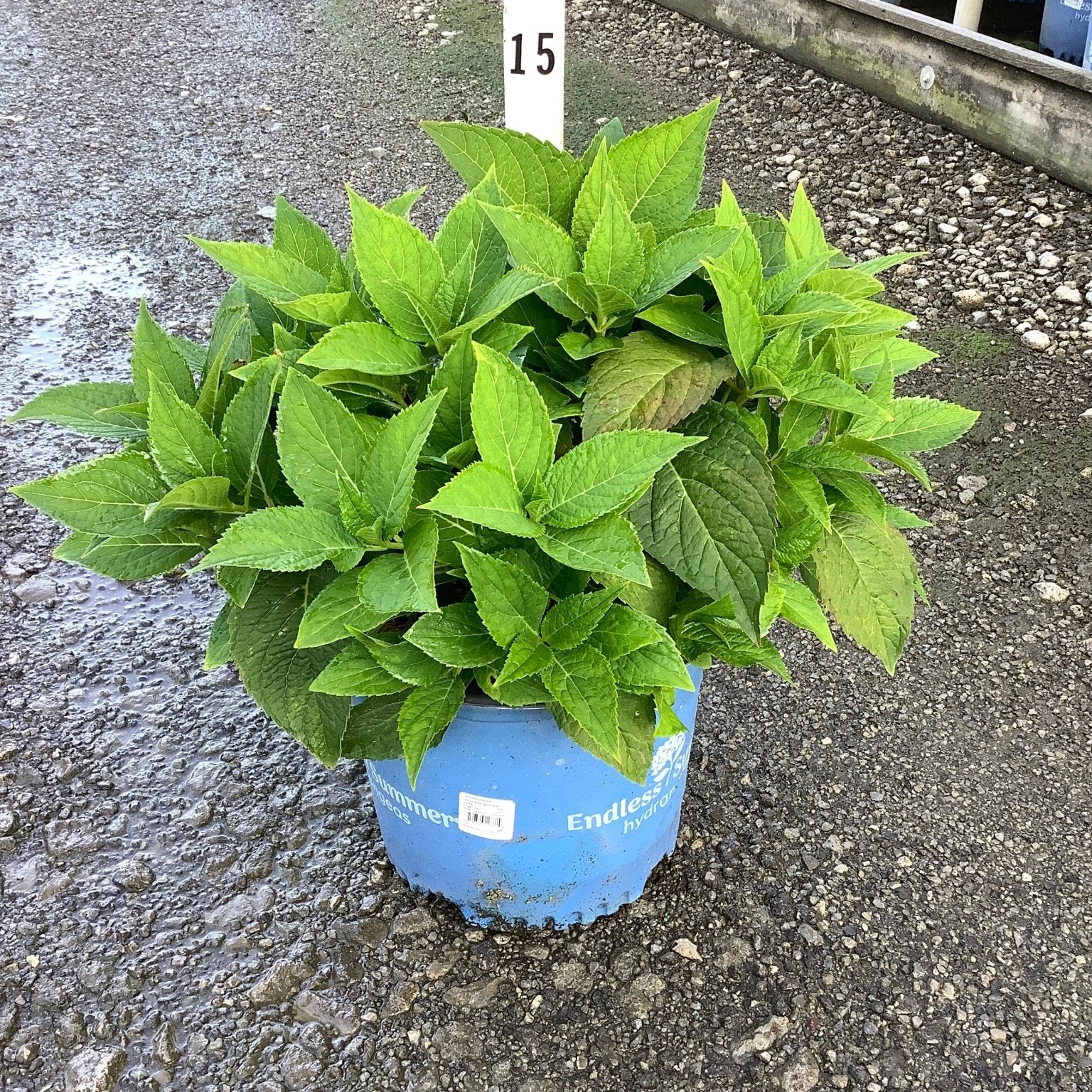 Endless Summer The Original Bigleaf Hydrangea in a #3 blue container showing lush green foliage at a nursery.