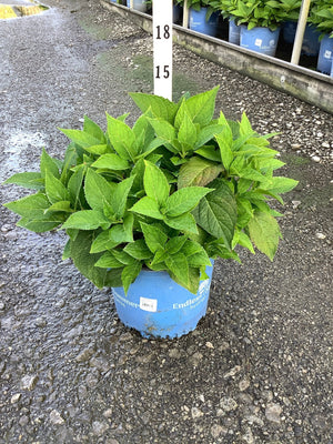 Endless Summer The Original Bigleaf Hydrangea in a #3 blue container showing lush green foliage at a nursery.