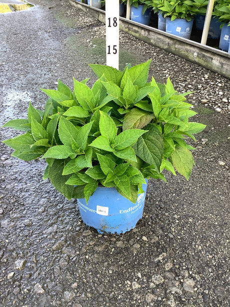 Endless Summer The Original Bigleaf Hydrangea in a #3 blue container showing lush green foliage at a nursery.