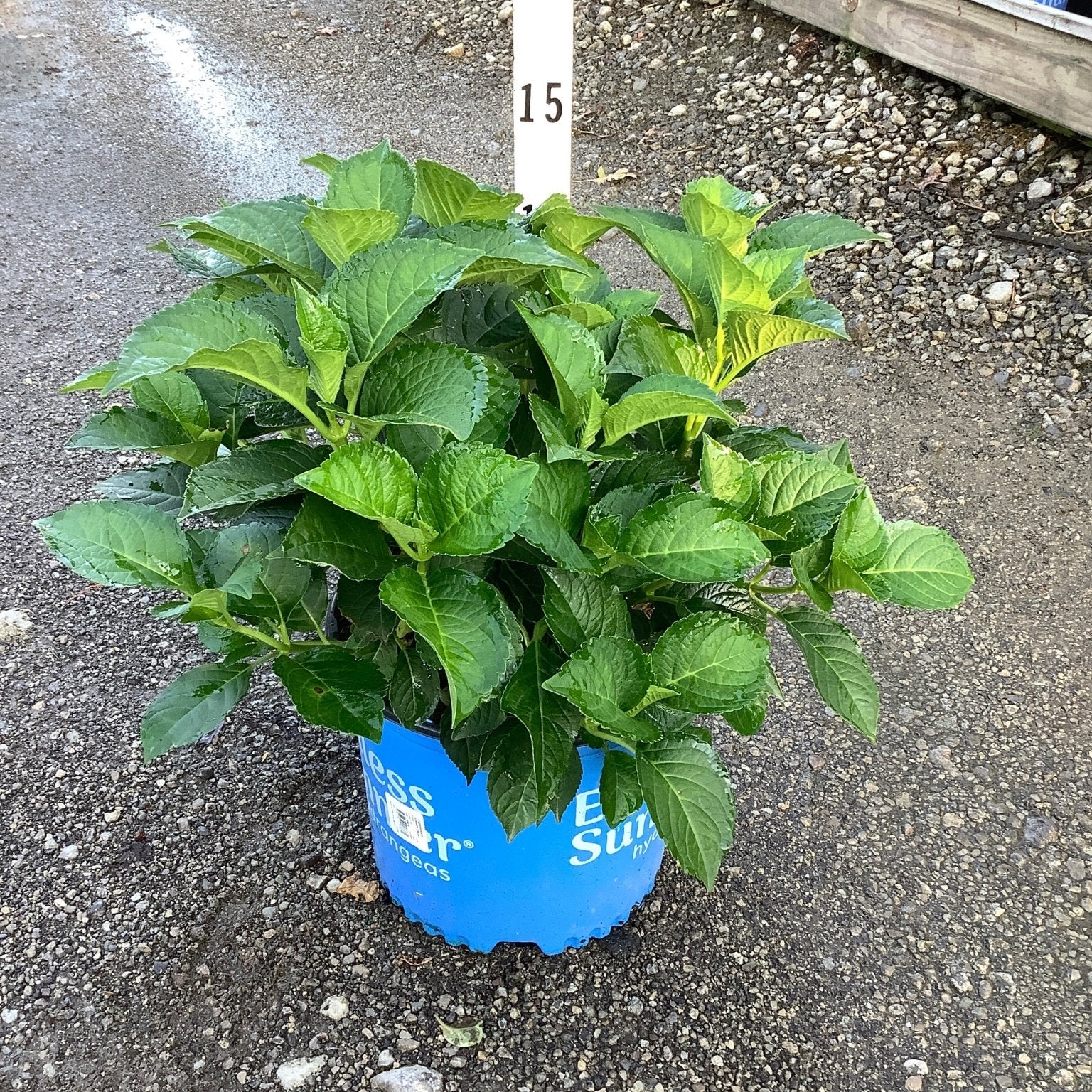 Endless Summer Summer Crush bigleaf hydrangea in a #3 container with lush green foliage at a nursery.