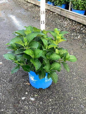 Endless Summer Summer Crush bigleaf hydrangea in a #3 container with lush green foliage at a nursery.