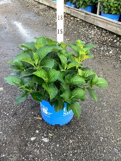 Endless Summer Summer Crush bigleaf hydrangea in a #3 container with lush green foliage at a nursery.